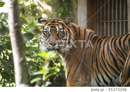 動物園の風景　スマトラトラ　仙台市太白区 95373206