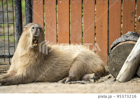 動物園の風景　カピバラ　宮城県仙台市 95373216