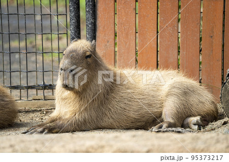 動物園の風景 カピバラ 宮城県仙台市 動物園の風景 カピバラ 宮城県仙台市 95373217
