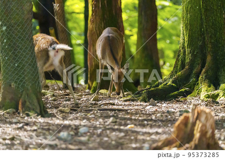 奈良公園　餌を探す子鹿 95373285