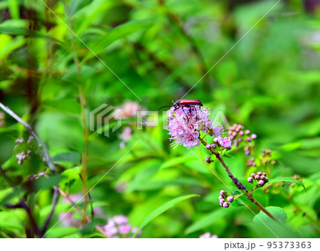 Photo project "The life of a pink flower. One hour". The visitor is a Black Beetle with red wings and long whiskers. 95373363