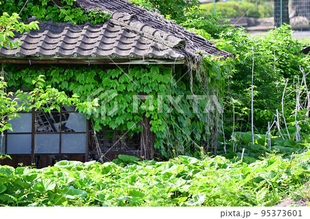 夏草に覆われる廃墟 95373601
