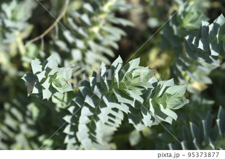 Myrtle spurge Myrtle spurge 95373877