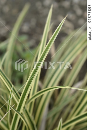 Sedge Vanilla Ice Sedge Vanilla Ice 95373898