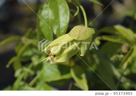 Common passion flower 95373905