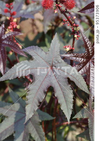 Castor oil plant Carmencita 95373906