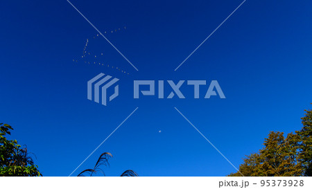 青空と白鳥の飛翔 渡りに残月 秋田県冬師湿原 青空と白鳥の飛翔 渡りに残月 秋田県冬師湿原 95373928