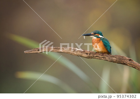 Common kingfisher holding a tiny fish in a beak on a twig in autumn nature 95374302