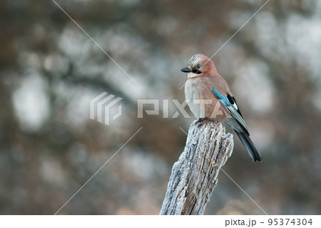 Eurasian jay sitting on white stump in winter nature 95374304