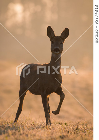 Roe deer standing on field in spring in backlit vertical shot Roe deer standing on field in spring in backlit vertical shot 95374313