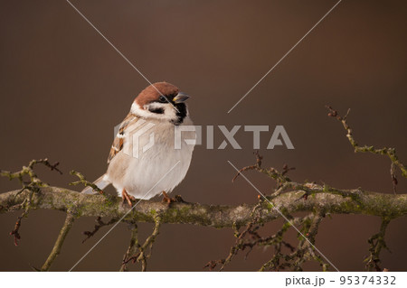 Eurasian tree sparrow sitting on a branch in autumn nature Eurasian tree sparrow sitting on a branch in autumn nature 95374332