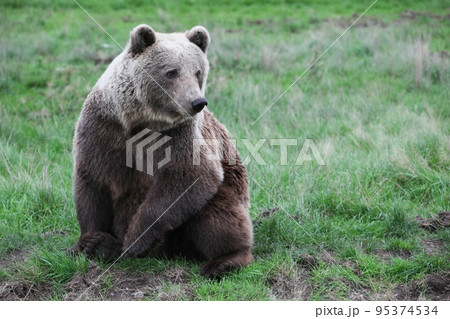 Brown bear in the nature 95374534