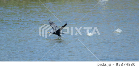 飛ぶカワウ 飛ぶカワウ 95374830