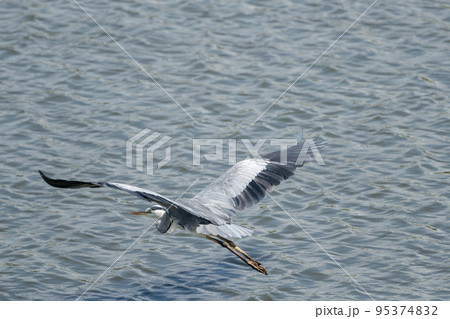 飛ぶアオサギ 95374832