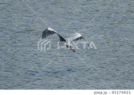 飛ぶアオサギ 95374833