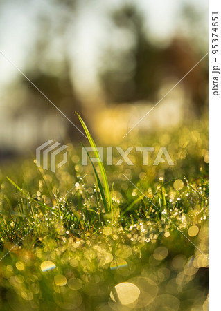 Closeup makro shot of a green grass leaves with rain water drops on top of them. Shallow depth of field. Closeup makro shot of a green grass leaves with rain water drops on top of them. Shallow depth of field. 95374851