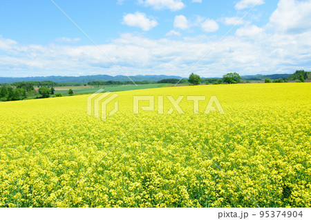 北海道　菜の花畑 95374904