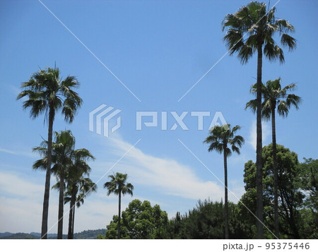 熊本県上天草市、天草パールライン沿いにある南国情緒豊かなヤシの木 熊本県上天草市、天草パールライン沿いにある南国情緒豊かなヤシの木 95375446