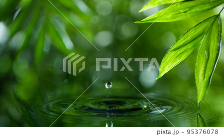 fresh green leaves with water drops over the water , relaxation with water ripple drops concept 95376078