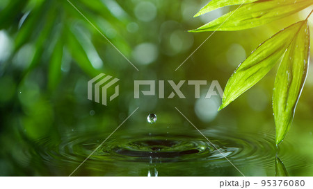 fresh green leaves with water drops over the water , relaxation with water ripple drops concept fresh green leaves with water drops over the water , relaxation with water ripple drops concept 95376080