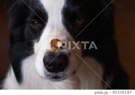 Will you marry me. Funny portrait of cute puppy dog border collie holding two golden wedding rings on nose, close up. Engagement, marriage, proposal concept 95376197
