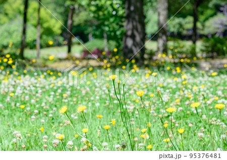 野原に咲くブタナ 95376481