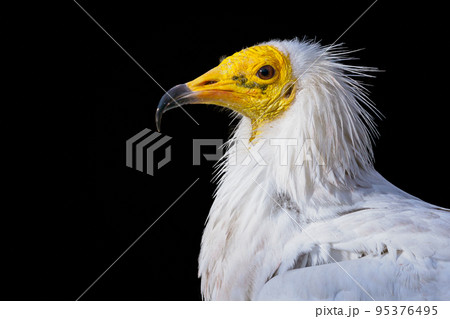 View of a egyptian vulture (Neophron percnopterus) isolated on black background View of a egyptian vulture (Neophron percnopterus) isolated on black background 95376495