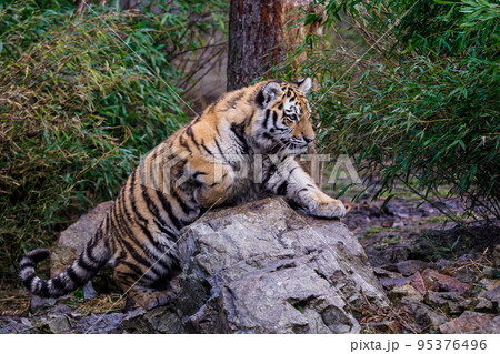 Siberian tiger cub, Panthera tigris altaica Siberian tiger cub, Panthera tigris altaica 95376496