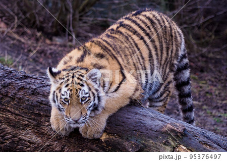 Cute siberian tiger cub, Panthera tigris altaica Cute siberian tiger cub, Panthera tigris altaica 95376497