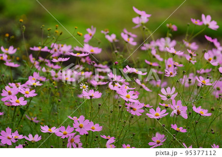 秋の野原に咲くピンクのコスモスの花 95377112