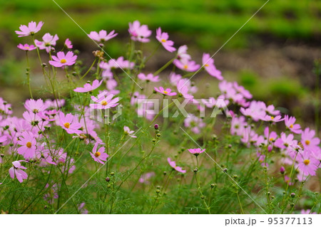 秋の野原に咲くピンクのコスモスの花 95377113
