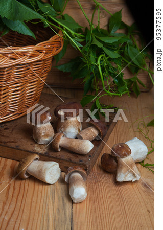 Several porcini mushrooms on wooden background at autumn season.. Several porcini mushrooms on wooden background at autumn season.. 95377595