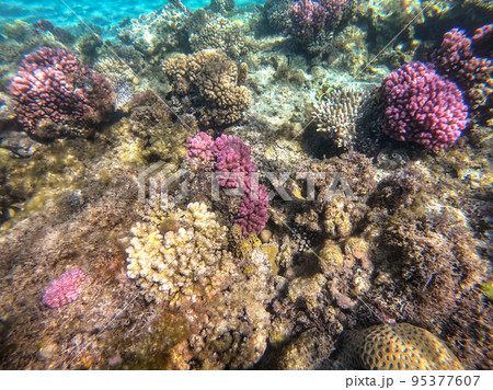 Underwater life of reef with close up view of corals and tropical fish. Coral Reef at the Red Sea, Egypt. Underwater life of reef with close up view of corals and tropical fish. Coral Reef at the Red Sea, Egypt. 95377607
