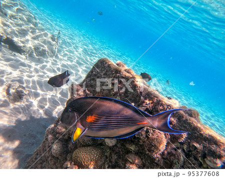 Close up view of Surgeon fish or sohal tang fish (Acanthurus sohal) at the Red Sea coral reef.. 95377608