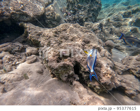 Surgeon fish or sohal tang fish (Acanthurus sohal) at the Red Sea coral reef.. 95377615