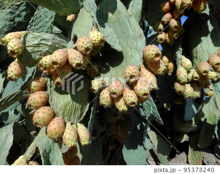 Prickly pears in the prickly pear ripening Prickly pears in the prickly pear ripening 95378240