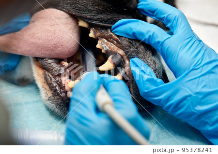 Veterinary dentistry. Dentist surgeon veterinarian treats and removes the teeth of a dog under anesthesia on the operating table in a veterinary clinic. Sanitation of the oral cavity in dogs close-up Veterinary dentistry. Dentist surgeon veterinarian treats and removes the teeth of a dog under anesthesia on the operating table in a veterinary clinic. Sanitation of the oral cavity in dogs close-up 95378241