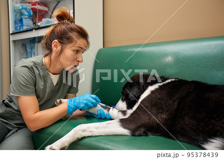 Close-up of male veterinarian giving injection of medication to dog in clinic. Pet vaccination or veterinary treatment concept 95378439