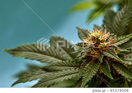 plant sativa cannabis beautiful background of the theme of legalization and medical hemp in the world 95378506