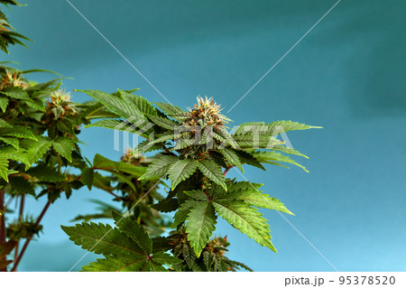 plant sativa cannabis beautiful background of the theme of legalization and medical hemp in the world 95378520