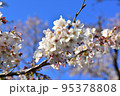 桜と青空 95378808