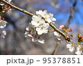 桜 95378851