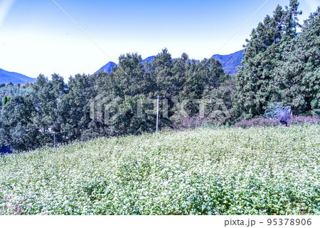 ソバの花 95378906