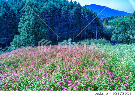 ソバの花 95378912