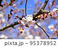 桜 95378952