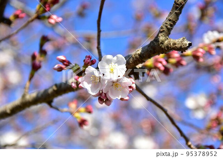 桜 95378952