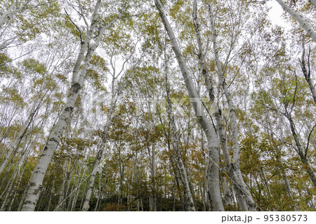 秋の高原の風景 志賀高原の紅葉 秋の高原の風景 志賀高原の紅葉 95380573