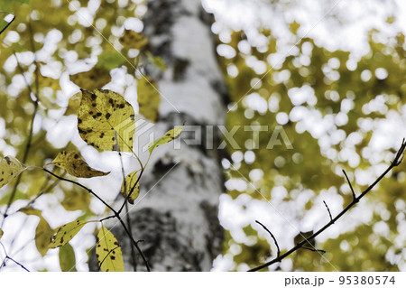 秋の高原の風景 志賀高原の紅葉 秋の高原の風景 志賀高原の紅葉 95380574