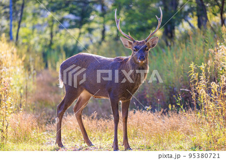 秋の夕張で出会った野生のオスのエゾシカ 95380721