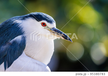 大阪天王寺動物園のゴイサギ 95380783